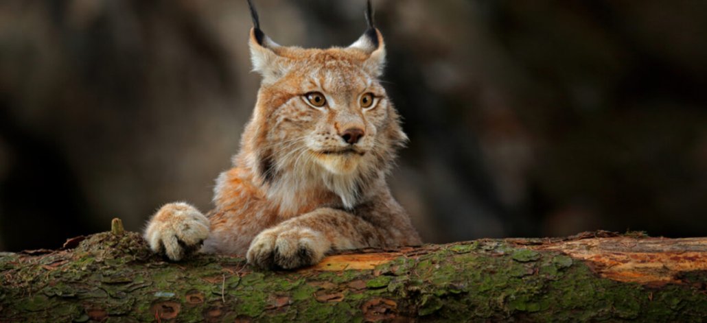 lynx en boomstam